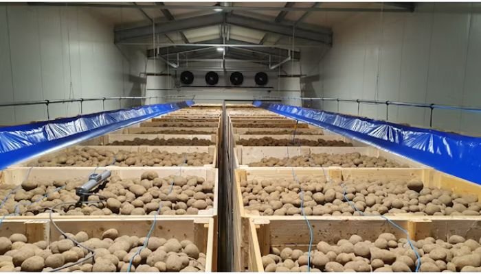 Refrigerated Stores for Potatoes