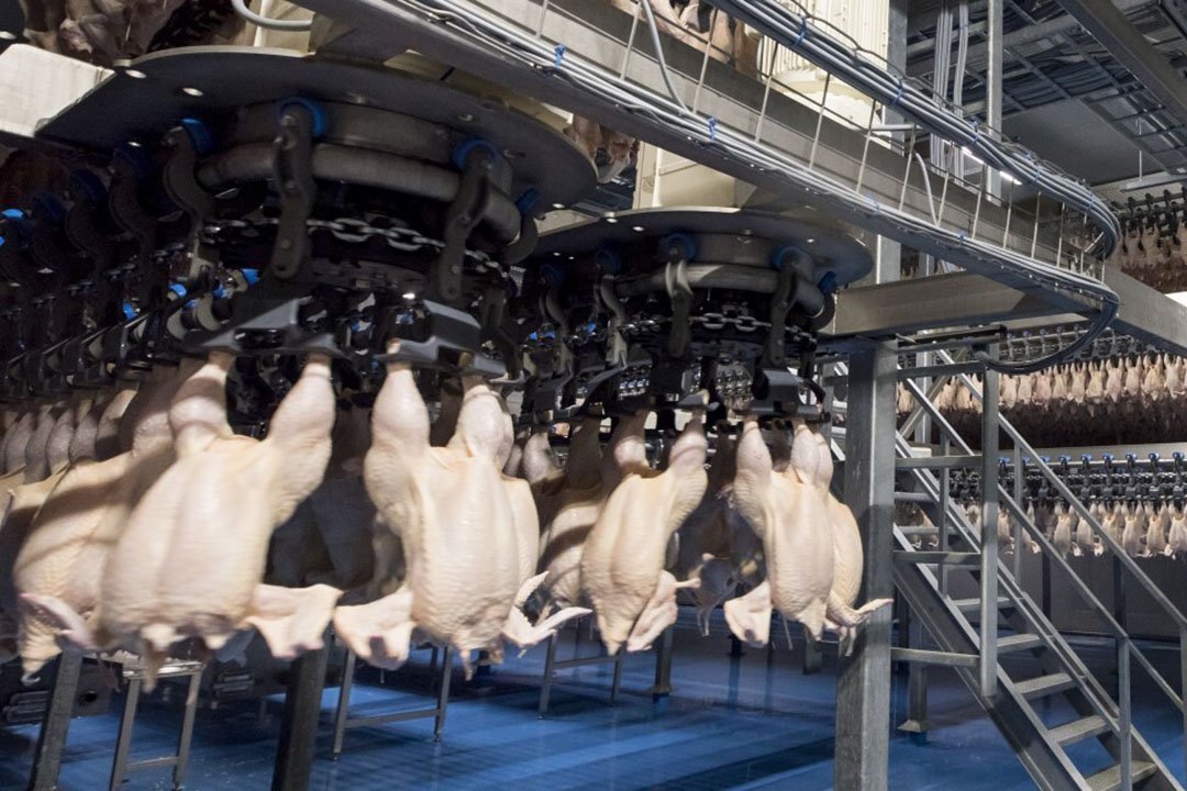 Refrigerated Stores for Chicken